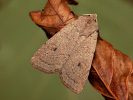 Neglected Rustic - Xestia castanea