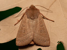 Pale Stigma - Mesogona acetosellae