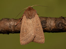 Pale Stigma - Mesogona acetosellae