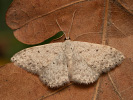  - Scopula marginepunctata