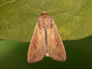 Armyworm - Mythimna unipuncta