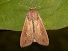 Armyworm - Mythimna unipuncta