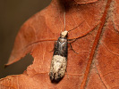  - Trichophaga scandinaviella