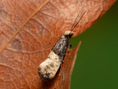  - Trichophaga scandinaviella