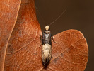  - Trichophaga scandinaviella