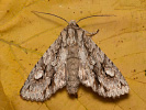 Double-spot Brocade - Meganephria bimaculosa