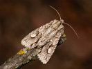 Double-spot Brocade - Meganephria bimaculosa