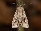 Double-spot Brocade - Meganephria bimaculosa