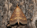  - Ostrinia nubilalis