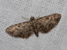 Kvetnatka javorová - Eupithecia inturbata