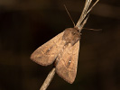  - Mythimna albipuncta