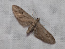  - Eupithecia innotata