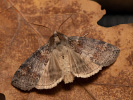 Lesser Lutestring - Cymatophorina diluta