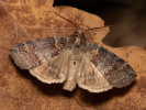 Lesser Lutestring - Cymatophorina diluta