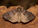 Lesser Lutestring - Cymatophorina diluta