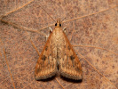 Rusty-dot Pearl - Udea ferrugalis