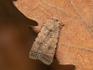 Pale Mottled Willow - Caradrina clavipalpis