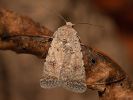 Pale Mottled Willow - Caradrina clavipalpis