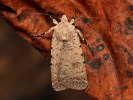 Pale Mottled Willow - Caradrina clavipalpis