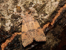 Pale-lemon Sallow - Cirrhia ocellaris