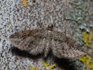 Kvetnatka javorová - Eupithecia inturbata