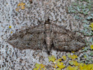 Kvetnatka javorová - Eupithecia inturbata