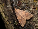 Pale-lemon Sallow - Cirrhia ocellaris