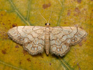 Gelblicher Trockenrasen-Kleinspanner - Idaea moniliata