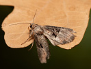 Strand-Graseulchen - Mesoligia literosa