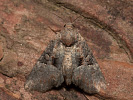 Strand-Graseulchen - Mesoligia literosa