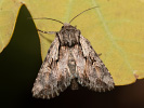 Pale-shouldered Cloud - Chloantha hyperici