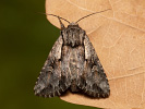 Pale-shouldered Cloud - Chloantha hyperici