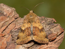 Schuppenmieren-Blüteneule - Heliothis adaucta