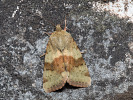  - Heliothis viriplaca