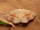  - Cyclophora punctaria