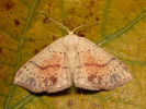  - Cyclophora punctaria