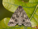  - Acronicta megacephala