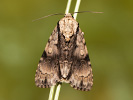  - Acronicta alni