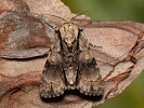  - Acronicta alni