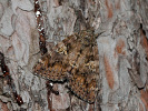 Dark Crimson Underwing - Catocala sponsa