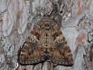 Dark Crimson Underwing - Catocala sponsa