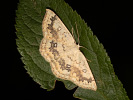 Piadica javorová - Cyclophora annularia