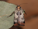  - Epilecta linogrisea