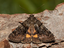 Oak Yellow Underwing - Catocala nymphagoga