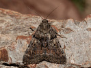 Oak Yellow Underwing - Catocala nymphagoga