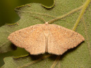 Očkovec kropenatý - Cyclophora ruficiliaria