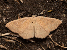 Braunroter Eichen-Gürtelpuppenspanner - Cyclophora ruficiliaria