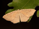 Očkovec kropenatý - Cyclophora ruficiliaria