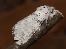 Weißer Gabelschwanz - Cerura erminea