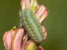 Vretienka viková - Zygaena viciae